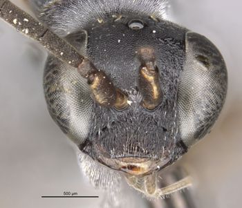 Media type: image;   Entomology 25907 Aspect: head frontal view